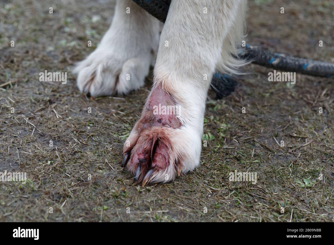 Malattia animale del cane della pelle. Trattare la dermatite del Golden Retriever. Trattare l'infezione da dermatite sulle gambe. Foto Stock