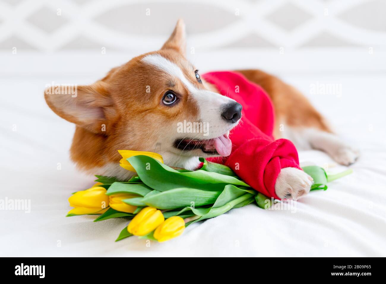 Carino cane corgi in elegante bomber rosso sedersi vicino ai fiori tulipani. Concept di moda per animali domestici Foto Stock