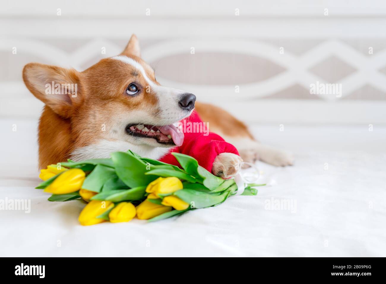 Carino cane corgi in elegante bomber rosso sedersi vicino ai fiori tulipani. Concept di moda per animali domestici Foto Stock