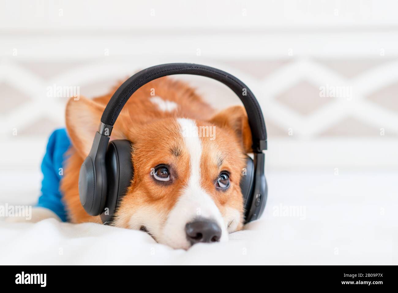 Carino cane Corgi in elegante bomber blu giacca seduta e. cuffie wireless Foto Stock