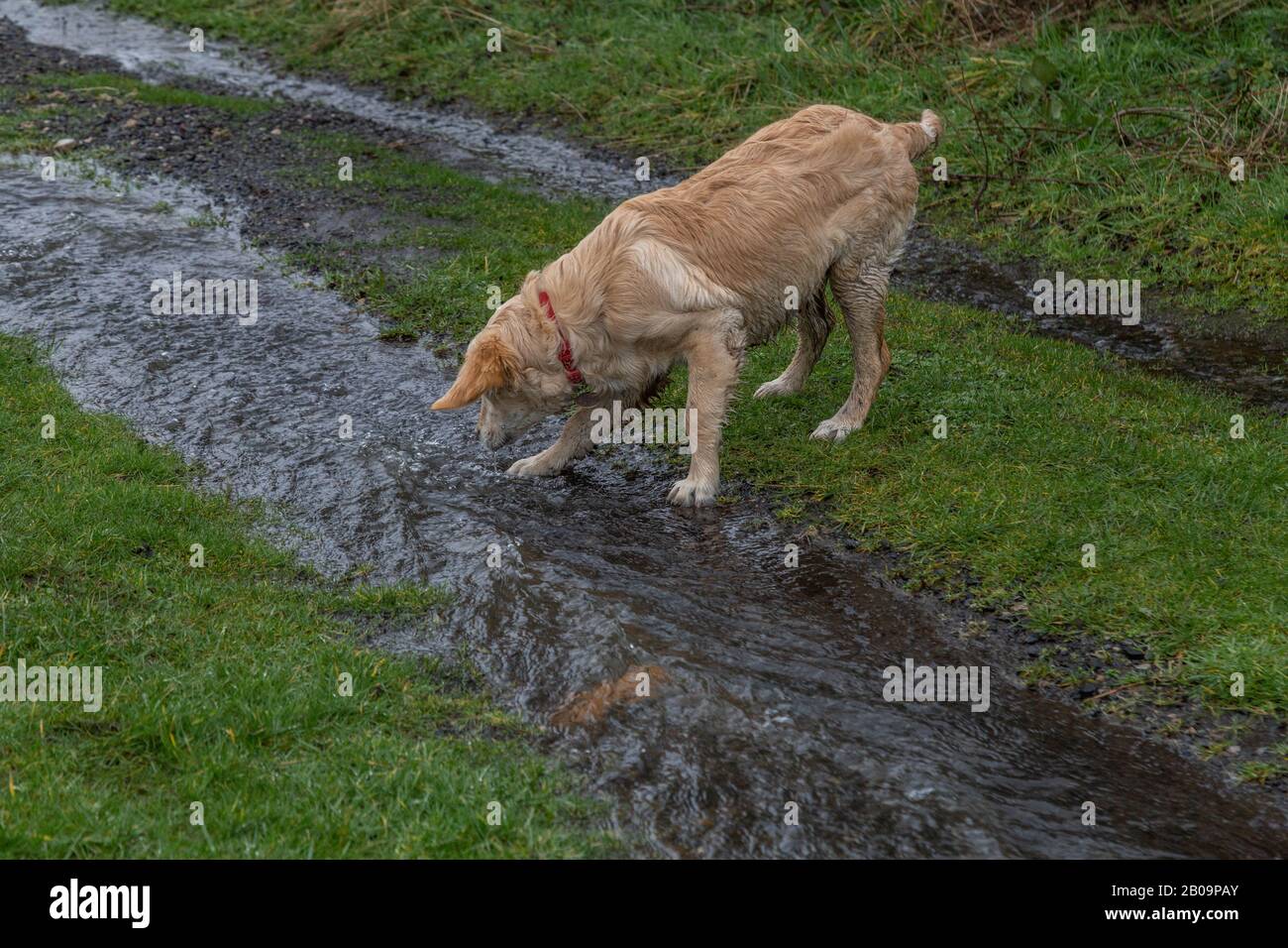 Un giovane retriever dorato gioca in acqua. Foto Stock