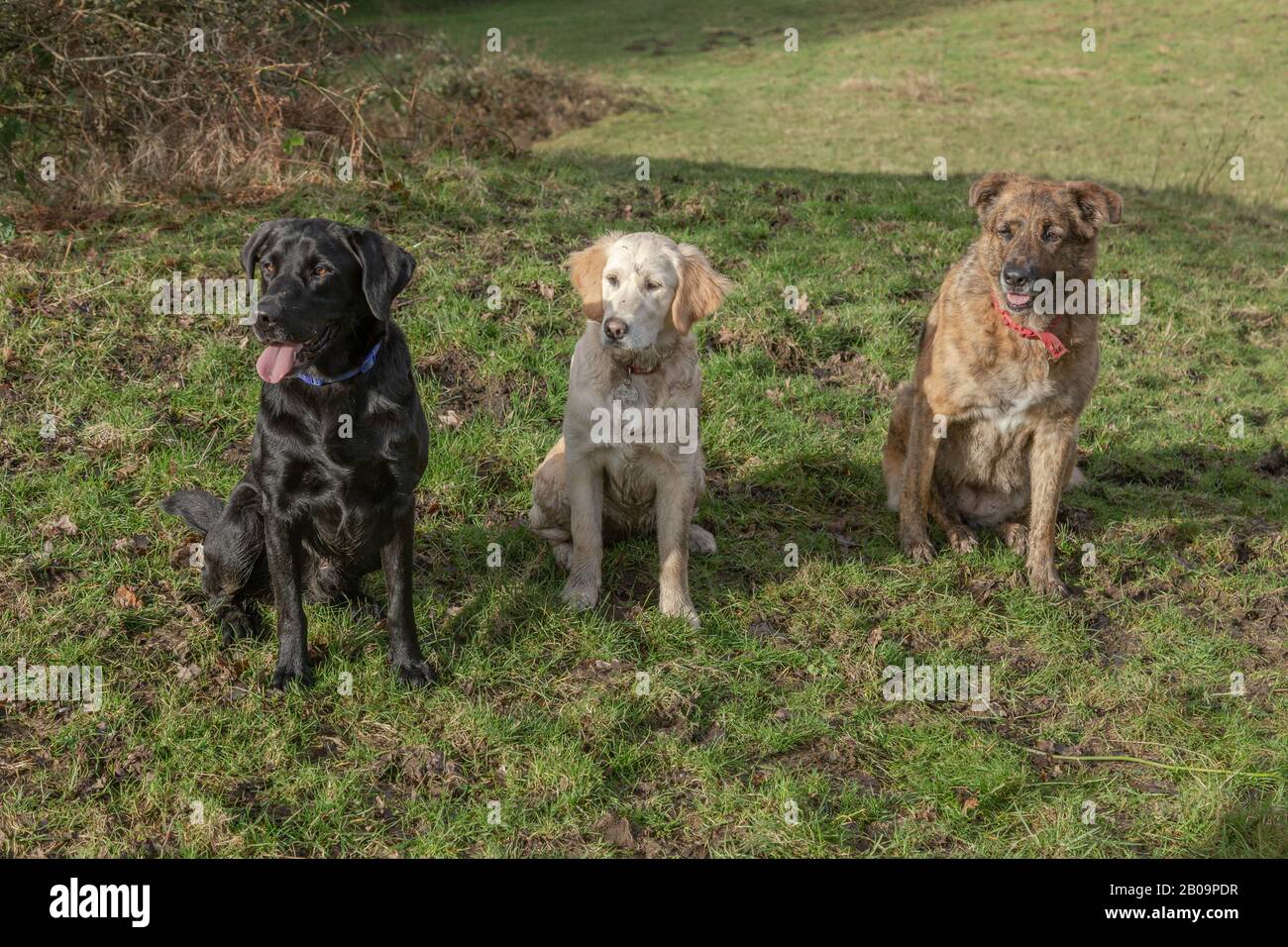 Tre cani seduti insieme guardando alla loro destra. Foto Stock