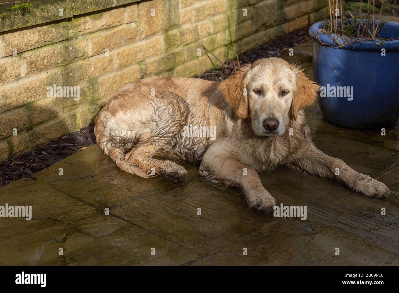 Un cucciolo bagnato e fangoso Golden Retriever si trova su un patio. Foto Stock