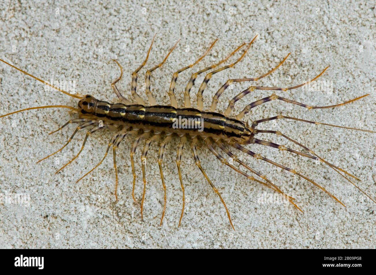 Casa Centipede (Scutigera coleoptrata), e USA, di Skip Moody/Dembinsky Photo Assoc Foto Stock