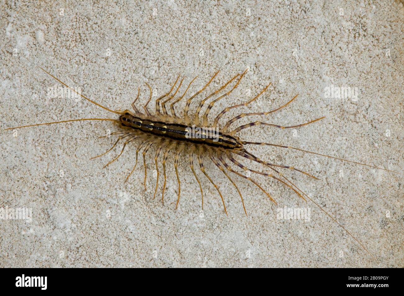 Casa Centipede (Scutigera coleoptrata), e USA, di Skip Moody/Dembinsky Photo Assoc Foto Stock