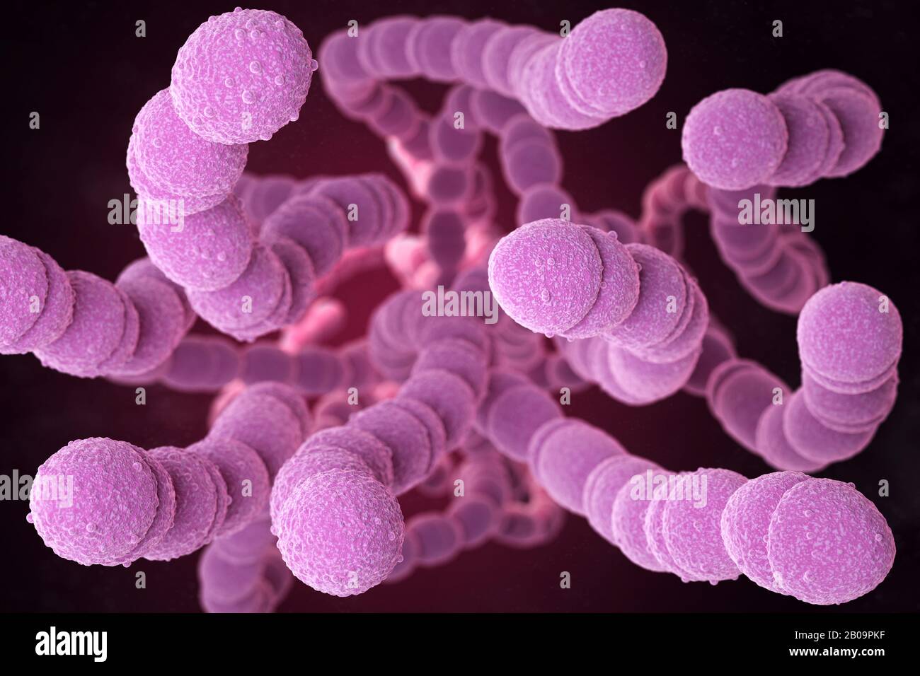Lo Streptococcus pneumoniae, o pneumococco, è un batterio patogeno gram-positivo a forma di cocco che causa molti tipi di infezioni pneumococciche nell'ad Foto Stock