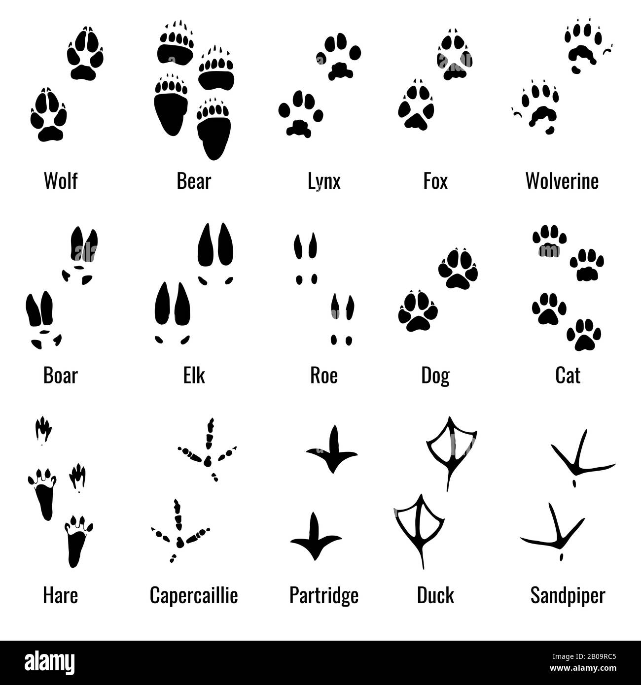 Animali di fauna selvatica, rettili e footprint di uccelli, paw animale stampa insieme vettore. Impronte di animali diversi, illustrazione di impronte di silhouette nera Illustrazione Vettoriale
