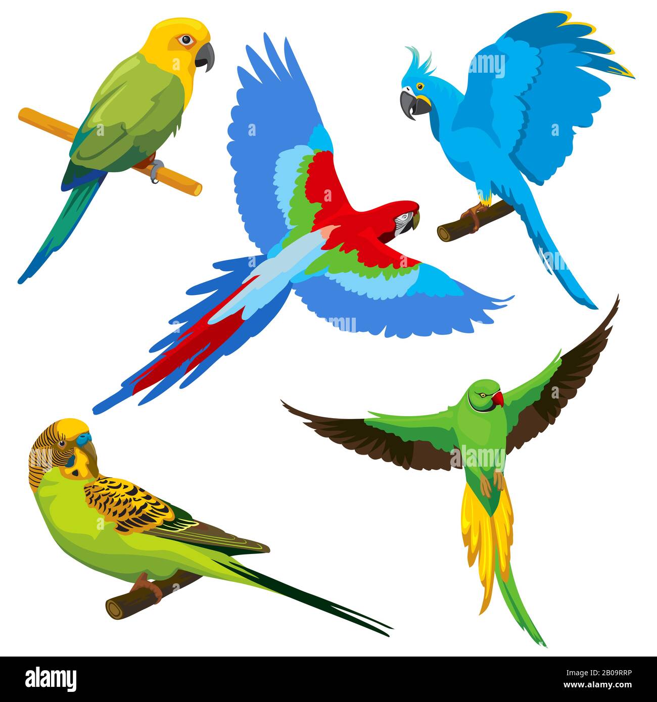 Pappagalli del cartone animato, insieme del vettore degli uccelli tropicali. Pappagallo di colore esotico, animale carino tropicale illustrazione pappagallo Illustrazione Vettoriale
