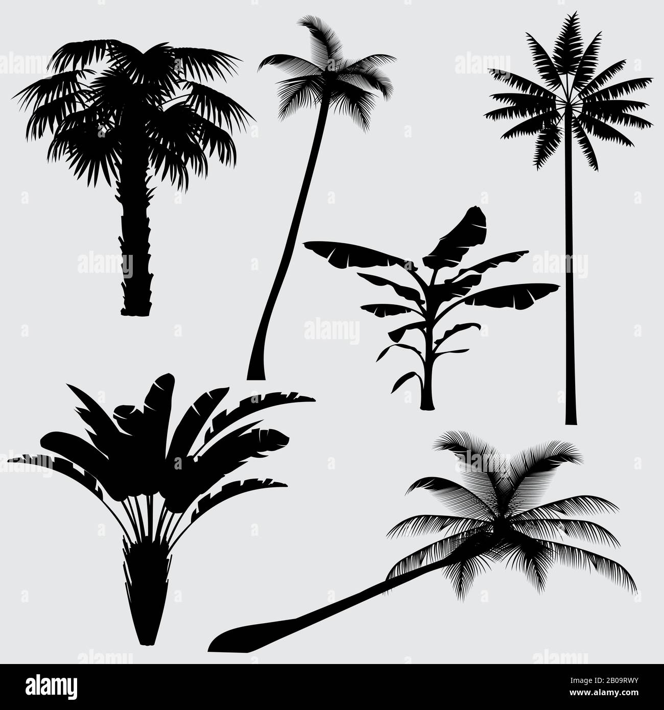 Silhouette vettoriali di palme tropicali isolate su sfondo bianco. Palma silhouette nera, illustrazione di palma da cocco Illustrazione Vettoriale