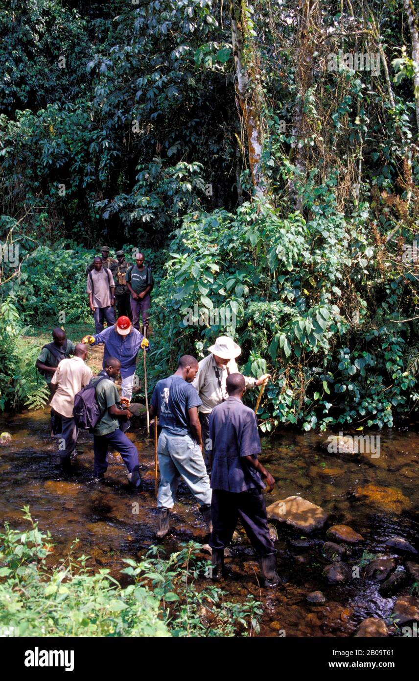 UGANDA, FORESTA IMPENETRABILE BWINDI, TURISTI, TREKKING GORILLA, ATTRAVERSAMENTO DEL TORRENTE Foto Stock