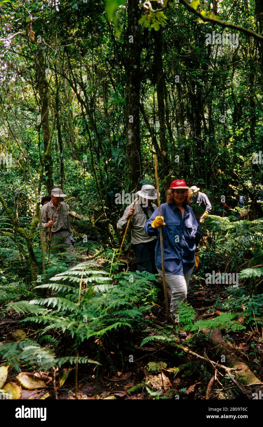 UGANDA, FORESTA IMPENETRABILE DI BWINDI, TURISTI, TREKKING DI GORILLA, FORESTA PLUVIALE Foto Stock