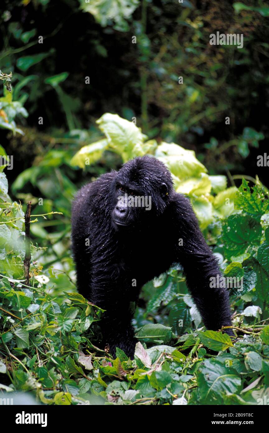 UGANDA, FORESTA IMPENETRABILE DI BWINDI, GORILLA DI MONTAGNA, FEMMINA Foto Stock