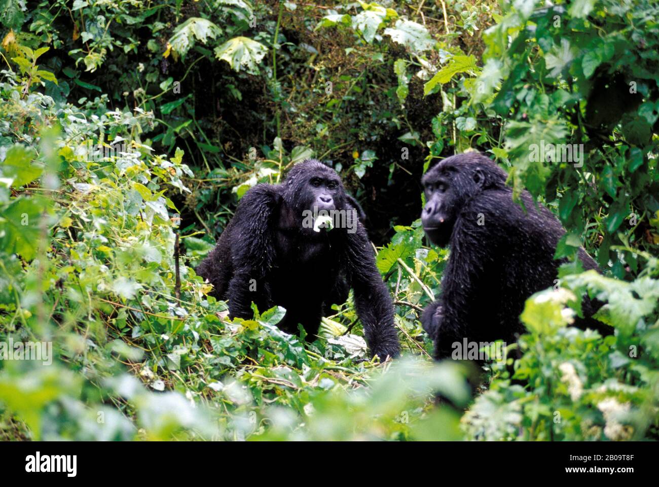 UGANDA, FORESTA IMPENETRABILE DI BWINDI, GORILLA DI MONTAGNA Foto Stock