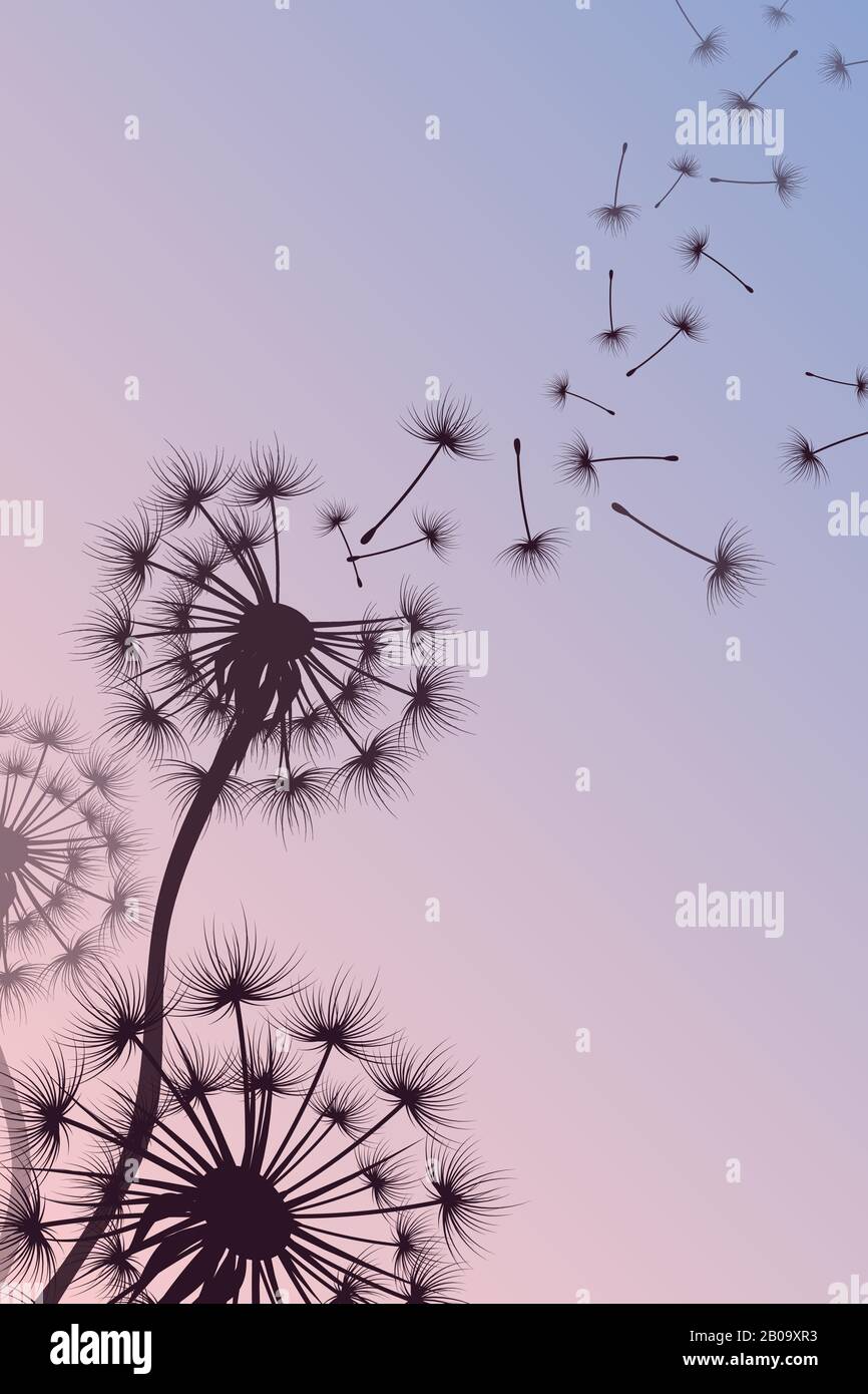 Dente di leone con spore soffiato vettore astratto natura sfondo. Silhouette di dandelion fiore, illustrazione di tenerezza lanuginoso dente di leone Illustrazione Vettoriale