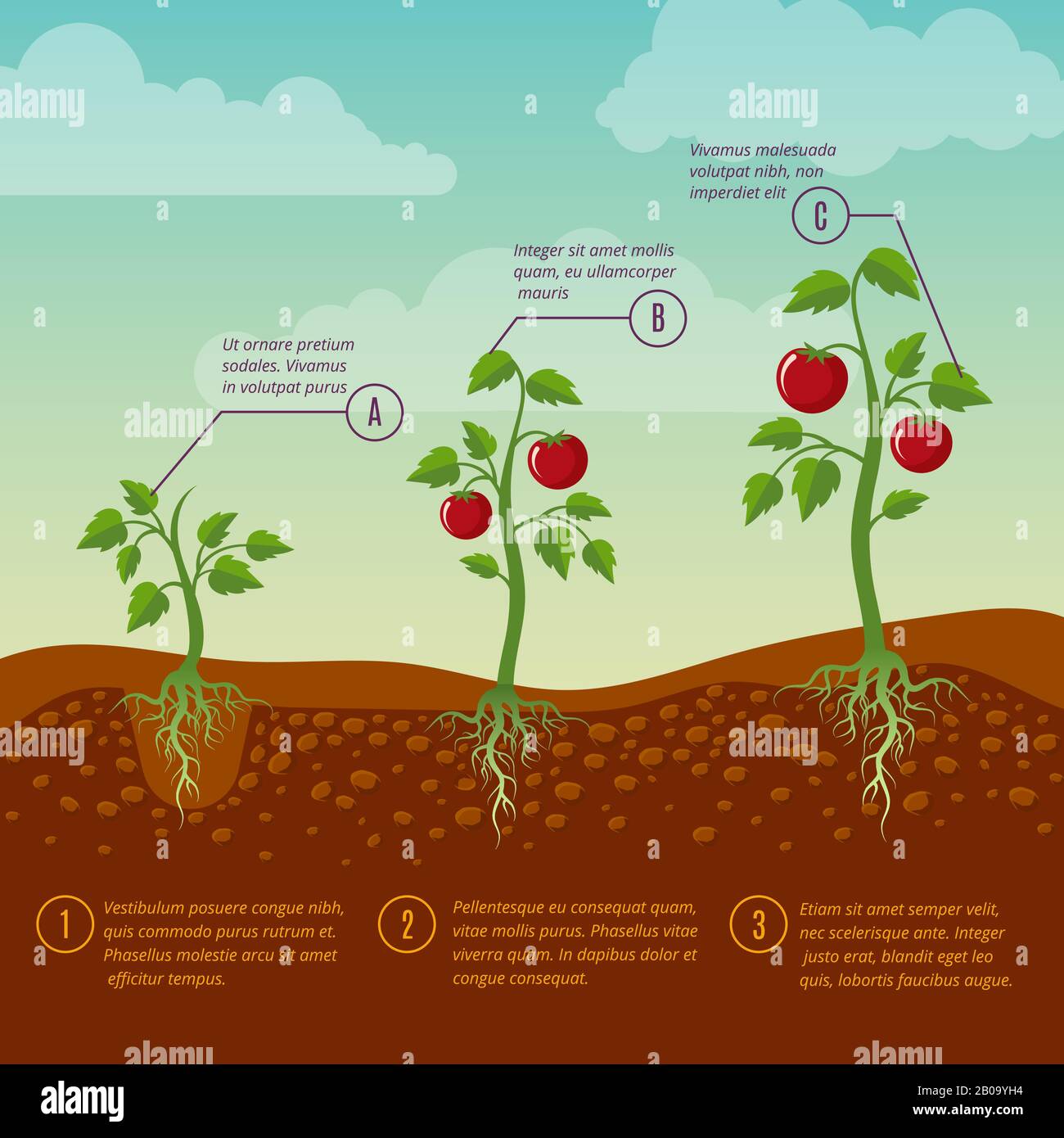 Pomodori crescita e piantando tavole piatto vettore diagramma. Orto crescente giardino, illustrazione agricoltura coltivazione vegetale Illustrazione Vettoriale