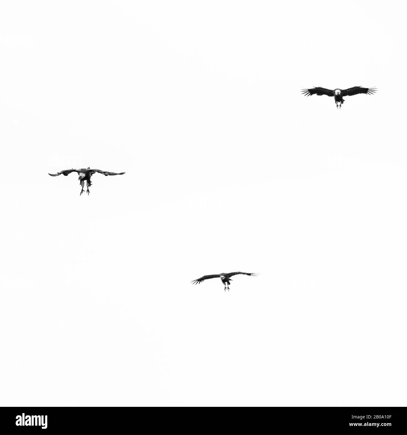 Griffon Vulture Volare Sul Mar Cantabrico, Liendo, Liendo Valley, Mar Cantabrico, Cantabria, Spagna, Europa Foto Stock