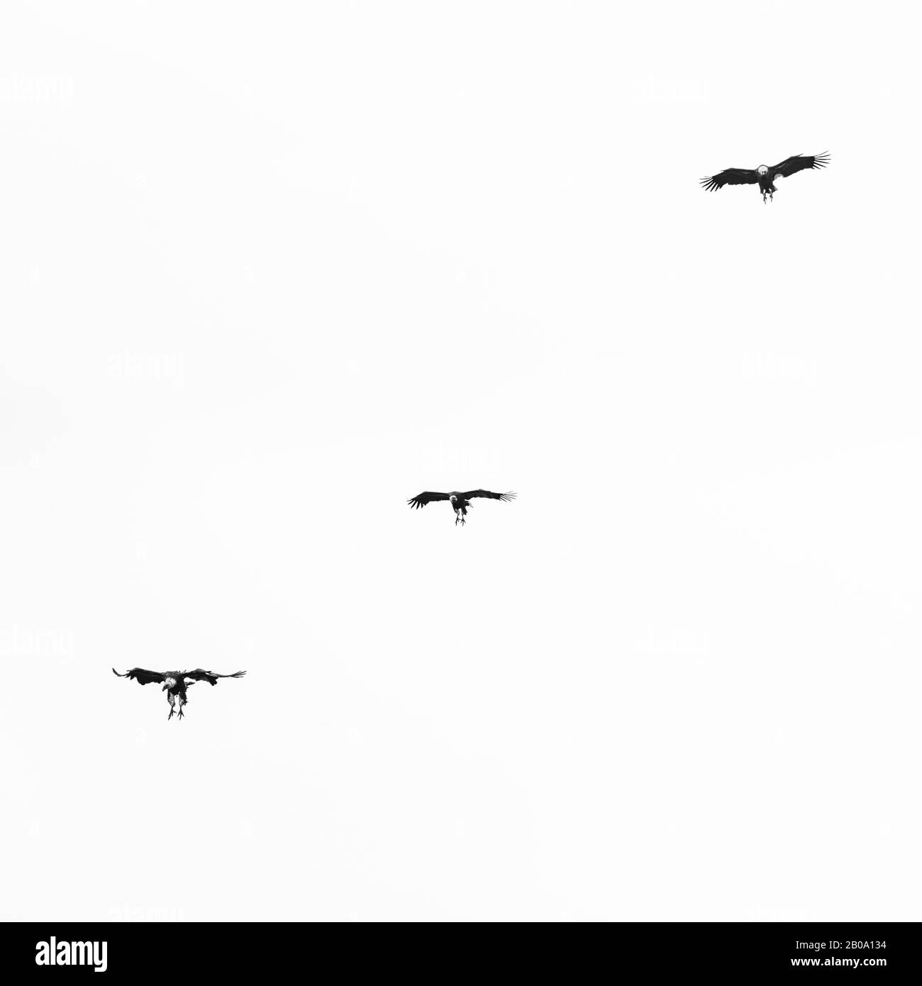 Griffon Vulture Volare Sul Mar Cantabrico, Liendo, Liendo Valley, Mar Cantabrico, Cantabria, Spagna, Europa Foto Stock