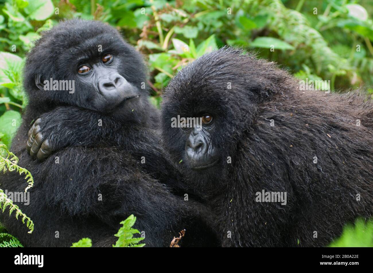 Rwanda, PARCO NAZIONALE DEL VULCANO, GIOVANI GORILLA DI MONTAGNA (Gorilla gorilla beringei), FRATELLI Foto Stock