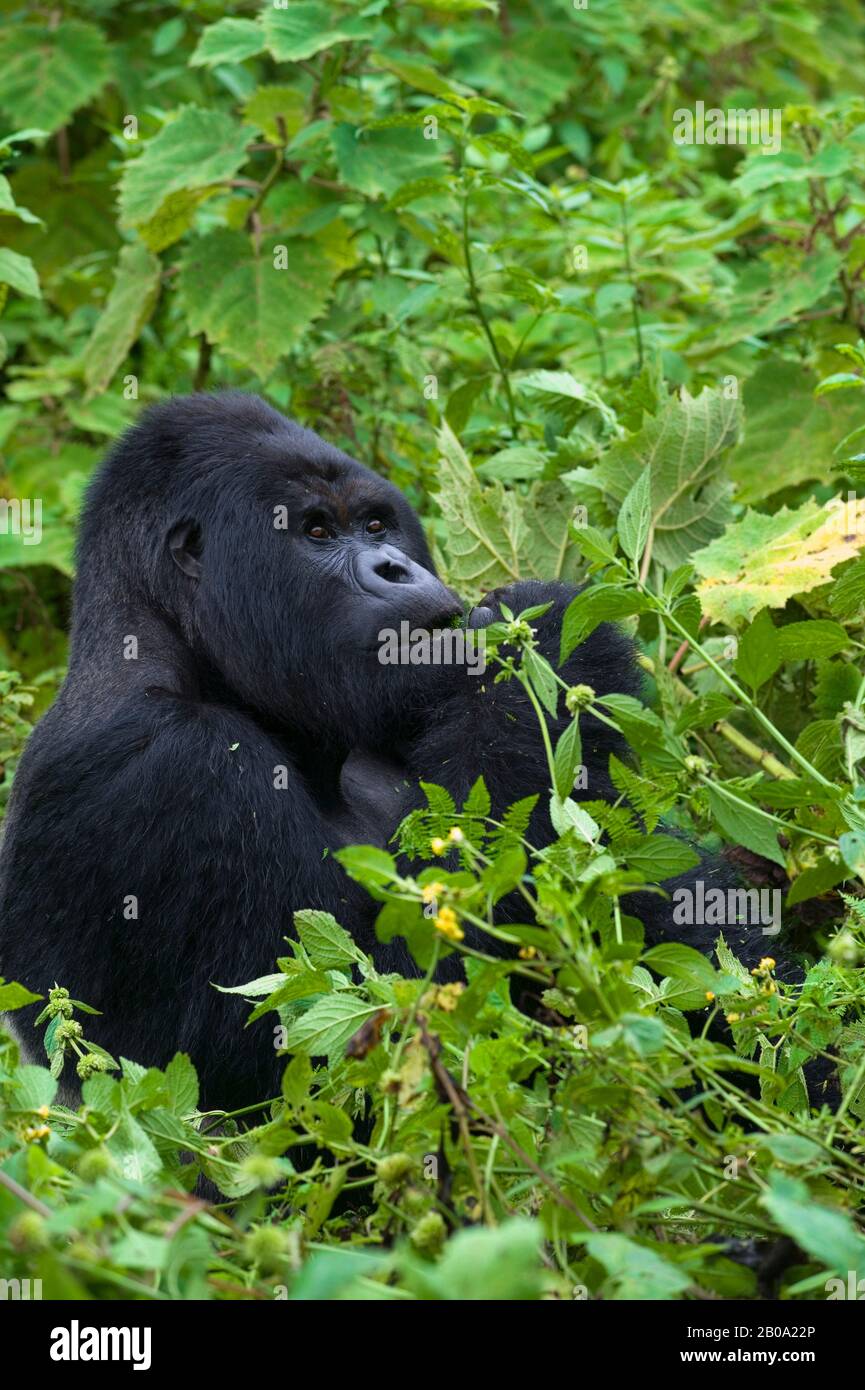 Rwanda, PARCO NAZIONALE DEL VULCANO, GORILLA DI MONTAGNA (Gorilla gorilla beringei), ALIMENTAZIONE SILVERBACK Foto Stock