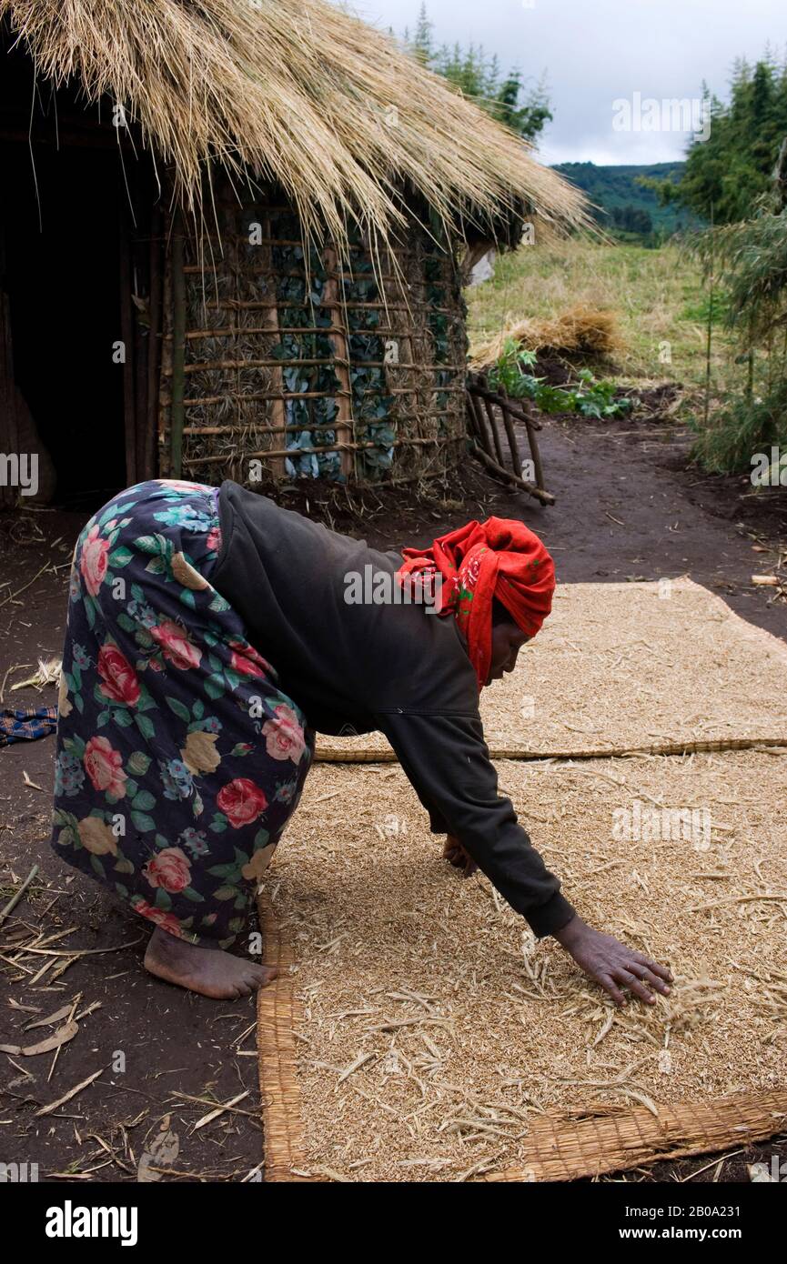 RWANDA, AREA DEI VULCANI DELLA VIRUNGA, DONNA CHE SMISTAVA IL GRANO Foto Stock