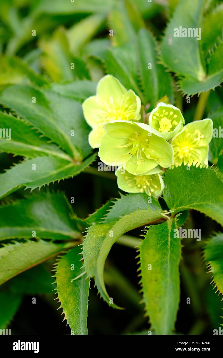 Hellehaleses verde-fiorito (Helleborus viridis) fiorendo nel tardo inverno in Sussex, Inghilterra, Regno Unito Foto Stock