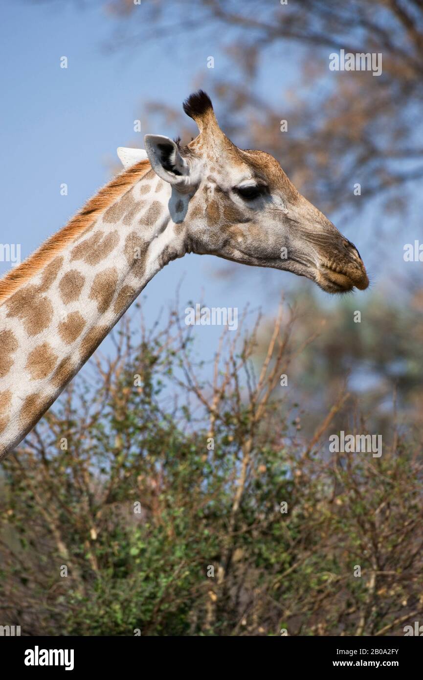 Botswana, DELTA DELL'OKAVANGO, JAO, GIRAFFA MERIDIONALE (giraffa camelopardalis giraffa), RITRATTO Foto Stock