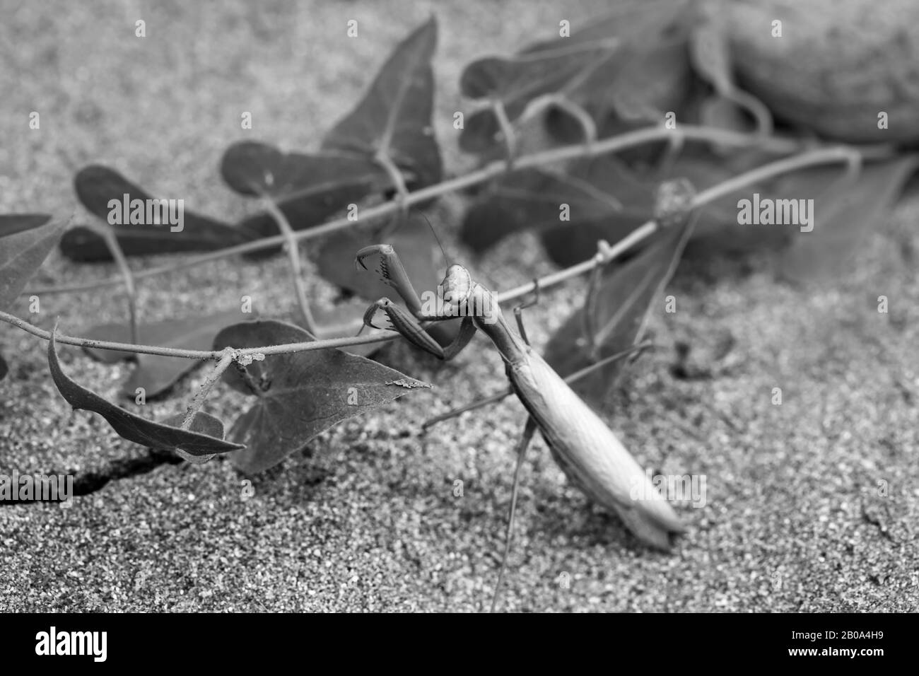 Mantis o Mantis religiosa europea con pianta su sabbia. Messa a fuoco selettiva. Immagine in bianco e nero. Foto Stock