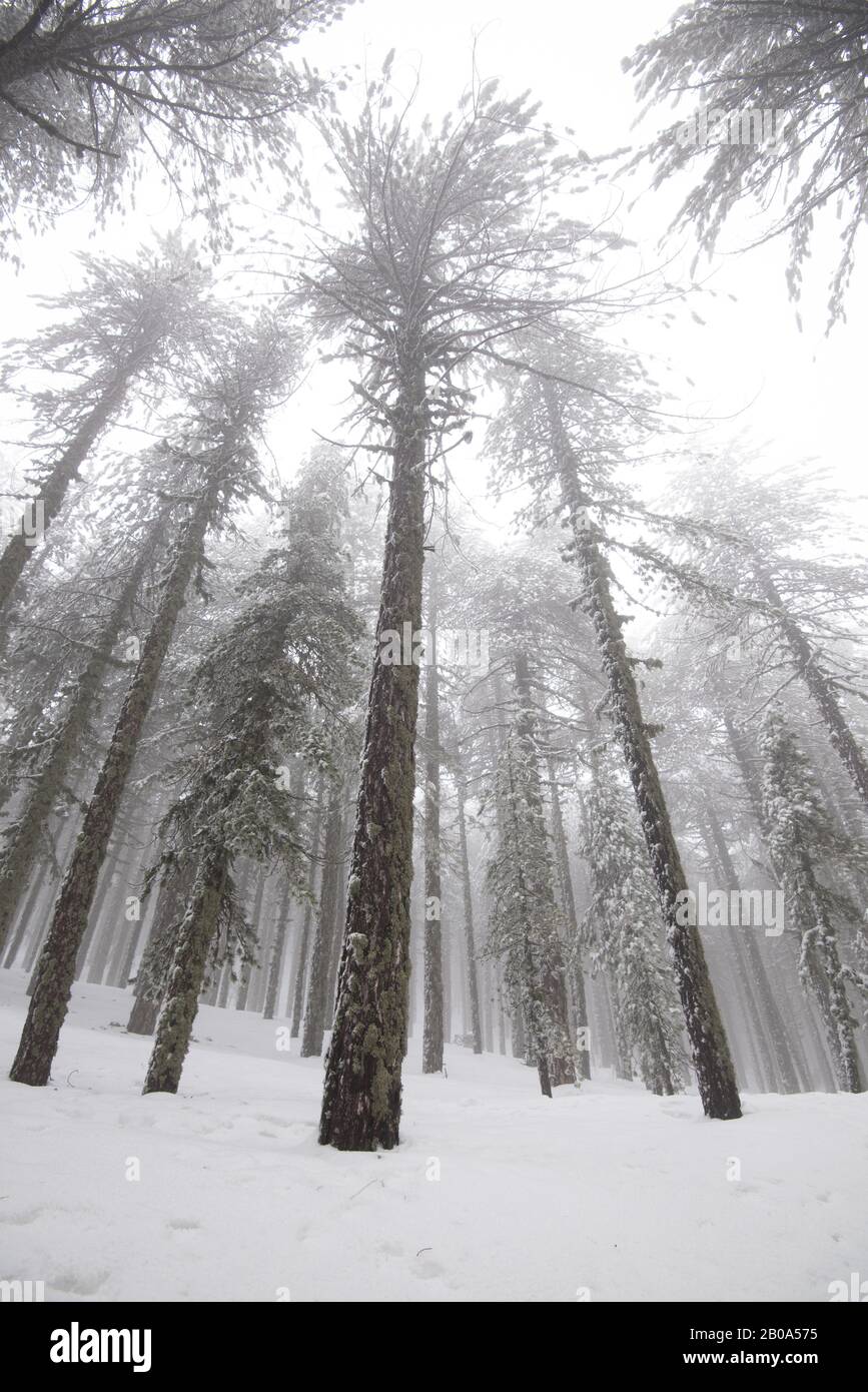 In inverno il paesaggio della foresta con la montagna coperta di neve e alberi di pino. Monti Troodos in Cipro Foto Stock