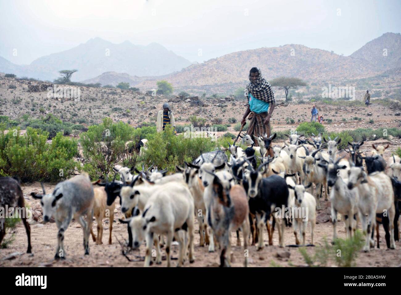 I pastori del Gibuti portano le loro capre per essere controllati da un esercito degli Stati Uniti 418th funzione Battaglione Affari civili personale dell'unità speciale durante una missione di assistenza veterinaria 28 marzo 2017, vicino Ali Sabieh, Gibuti. Foto Stock