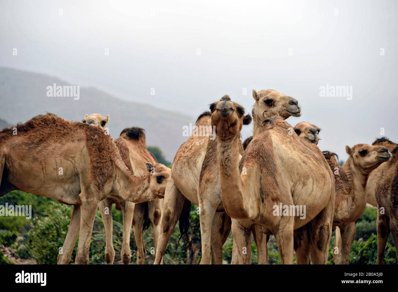 I cammelli del Gibuti aspettano di essere controllati da un esercito degli Stati Uniti 418th funzioni di battaglione di affari civili personale di unità di specializzazione durante una missione di assistenza veterinaria 28 marzo 2017, vicino Ali Sabieh, Gibuti. Foto Stock