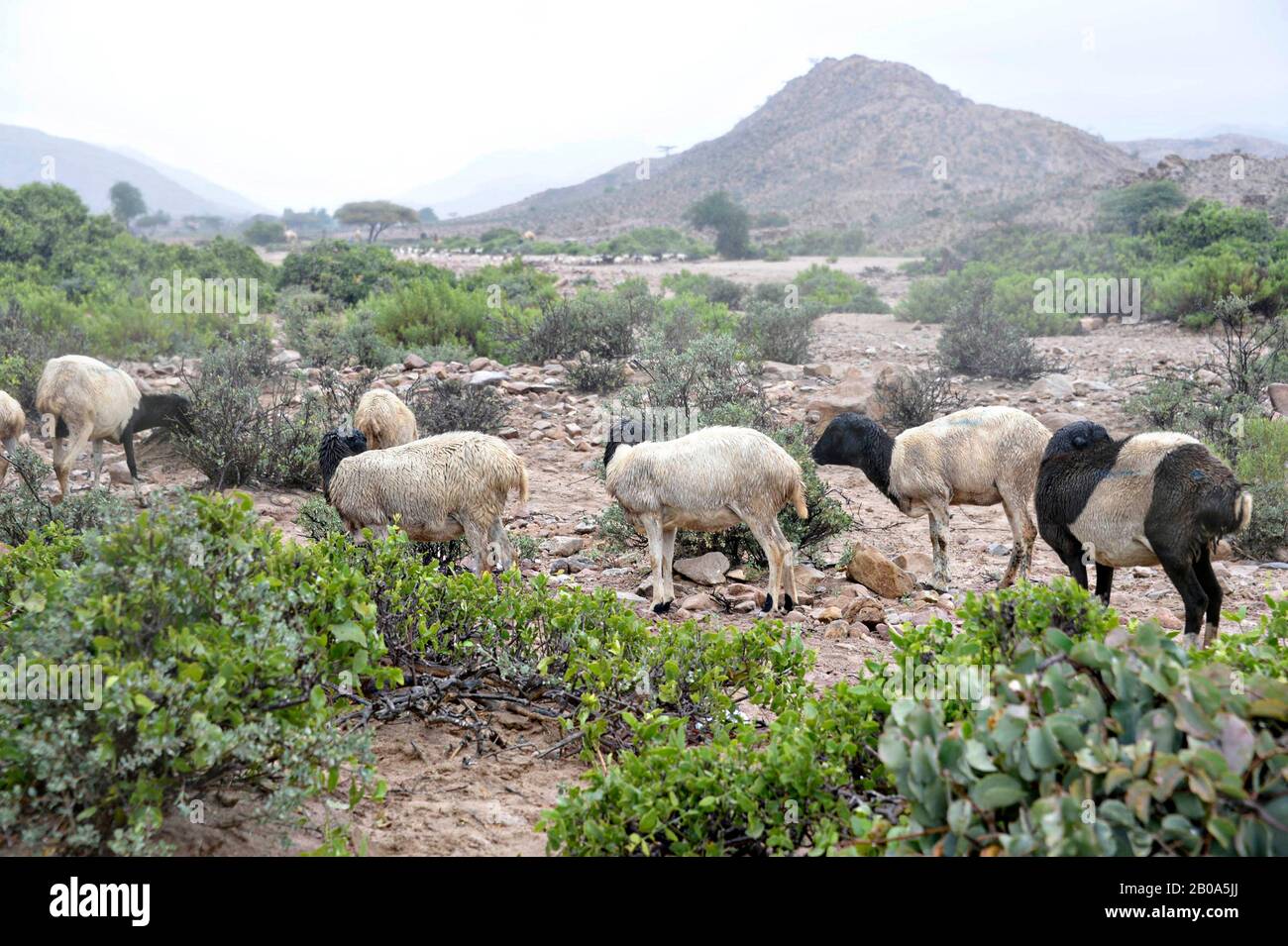 Le capre del Gibuti si riuniscono per essere controllate da un esercito degli Stati Uniti 418th funzioni civili Battaglione personale di unità di specializzazione durante una missione di assistenza veterinaria 28 marzo 2017, vicino Ali Sabieh, Gibuti. Foto Stock