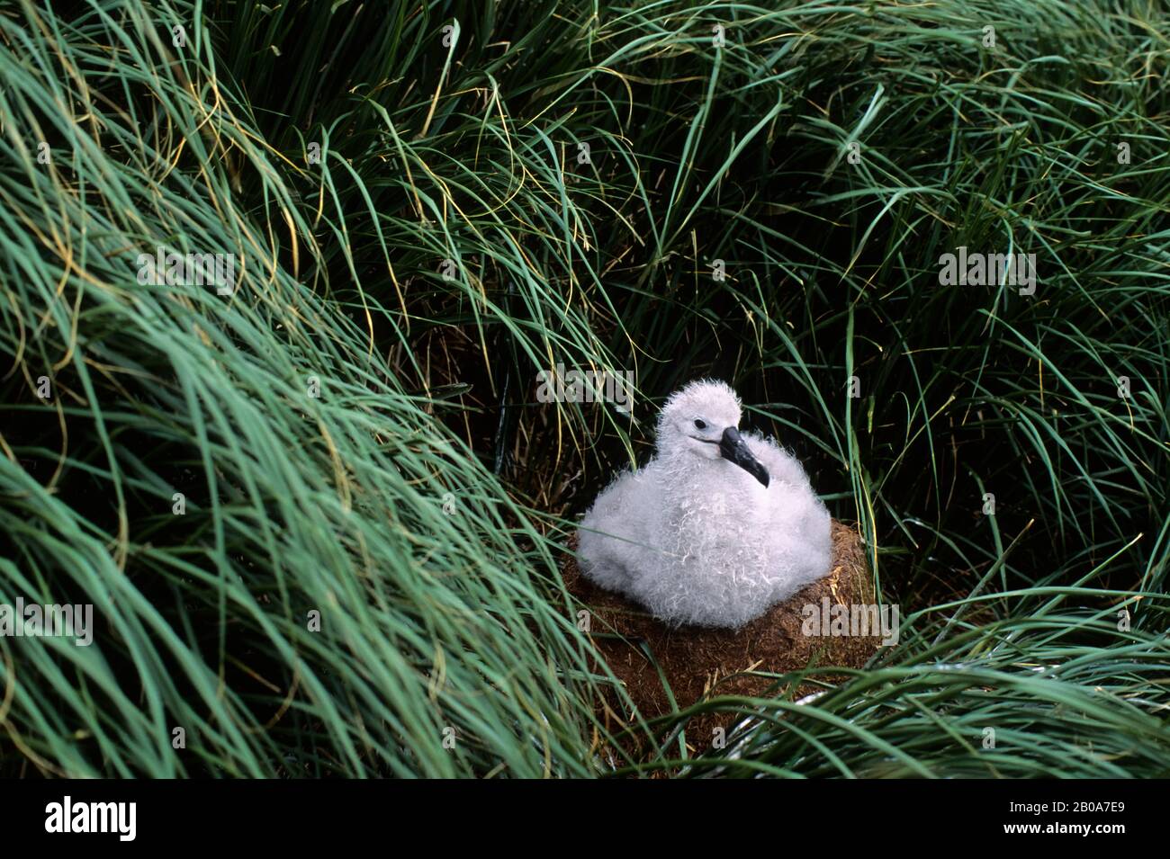 CILE, DIEGO RAMIREZ ISLAND, ALBATROSS GRIGIO, CAZZO SUL NIDO, ERBA TUSSOCK Foto Stock