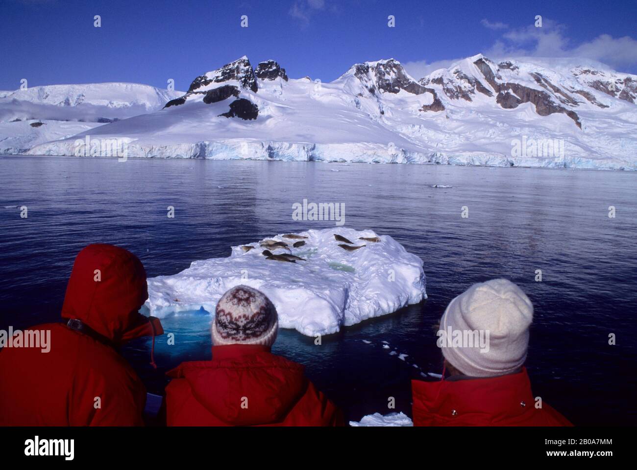 PENISOLA ANTARTICA, CHARLOTTE BAY, TURISTI IN NAVE, GUARDANDO LE GUARNIZIONI CRABEATER SU GHIACCIO GALLEGGIANTE Foto Stock