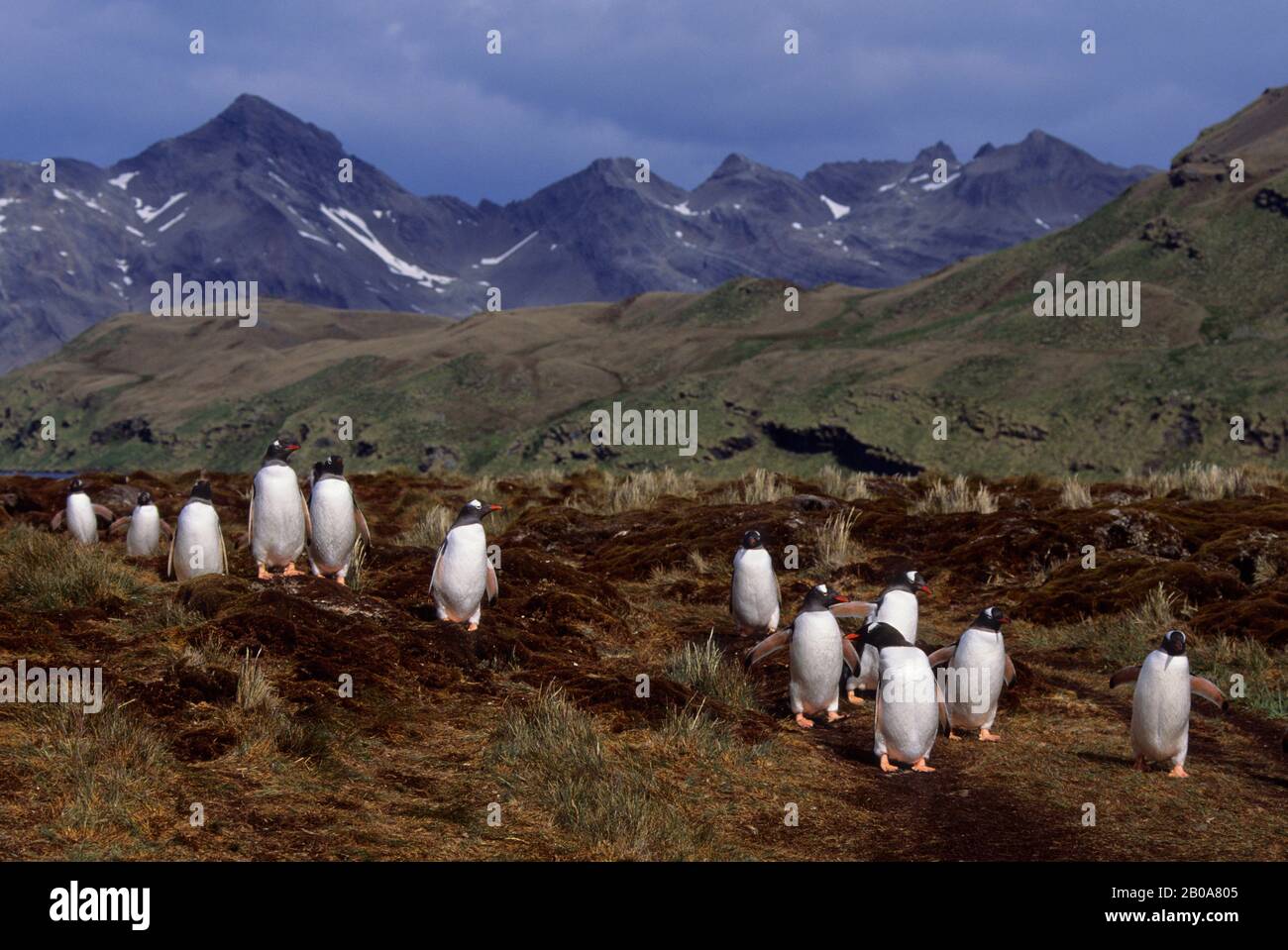 SOUTH GEORGIA ISLAND, STROMNESS, PINGUINI DI GENTOO CHE RITORNANO DALL'ALIMENTAZIONE IN MARE Foto Stock