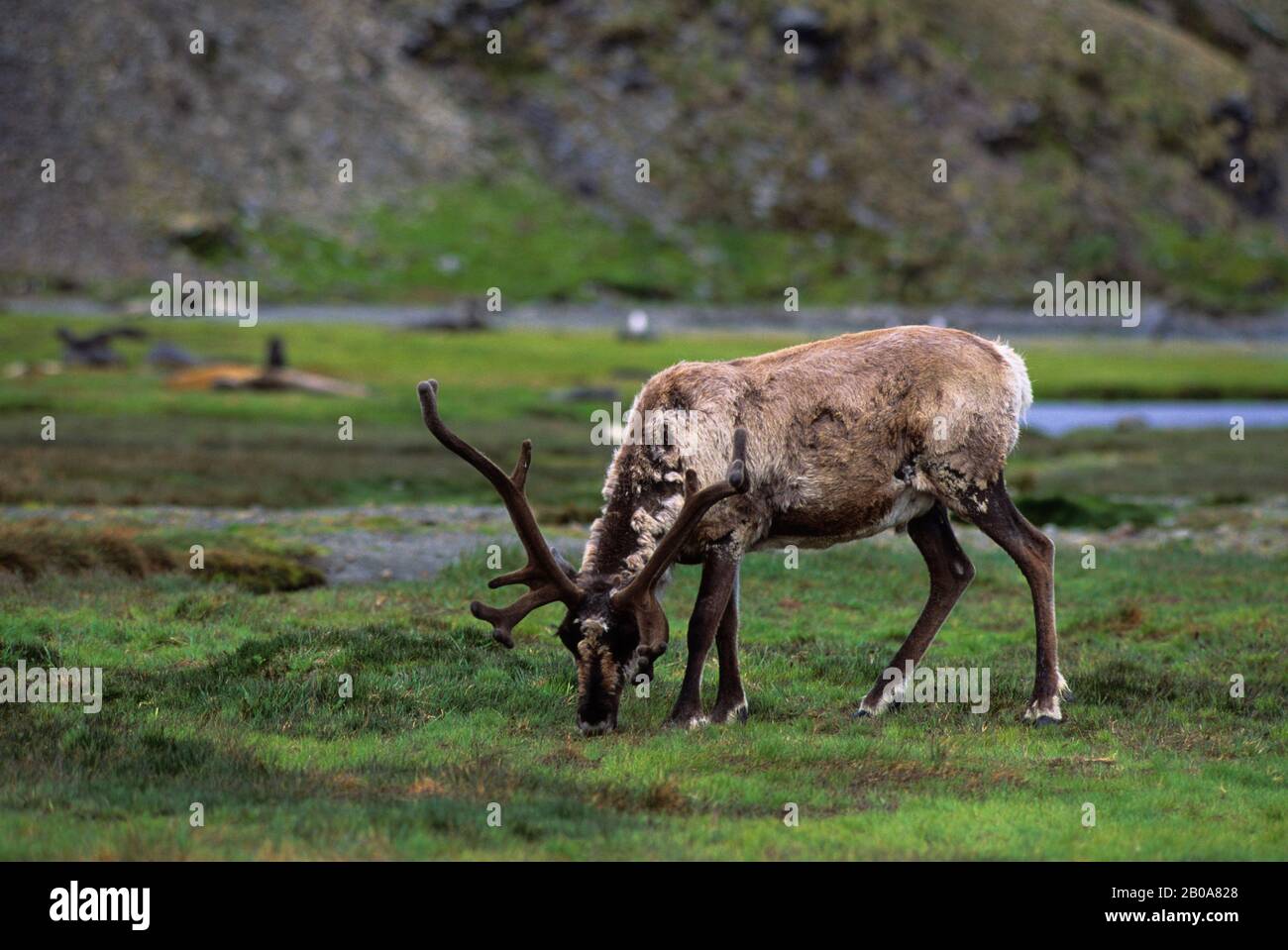 SOUTH GEORGIA ISLAND, STROMNESS, RENNE, INTRODOTTO Foto Stock