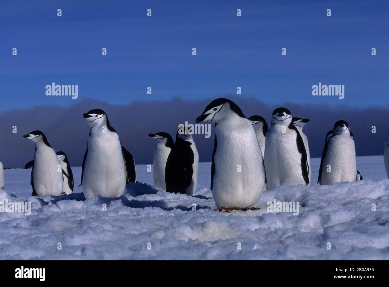 ISOLE SANDWICH DEL SUD, ISOLA ZAVODOVSKI, PINGUINI DI CINTRAP NEI SITI DI NIDIFICAZIONE IN PRIMAVERA, ANCORA COPERTI DI NEVE Foto Stock
