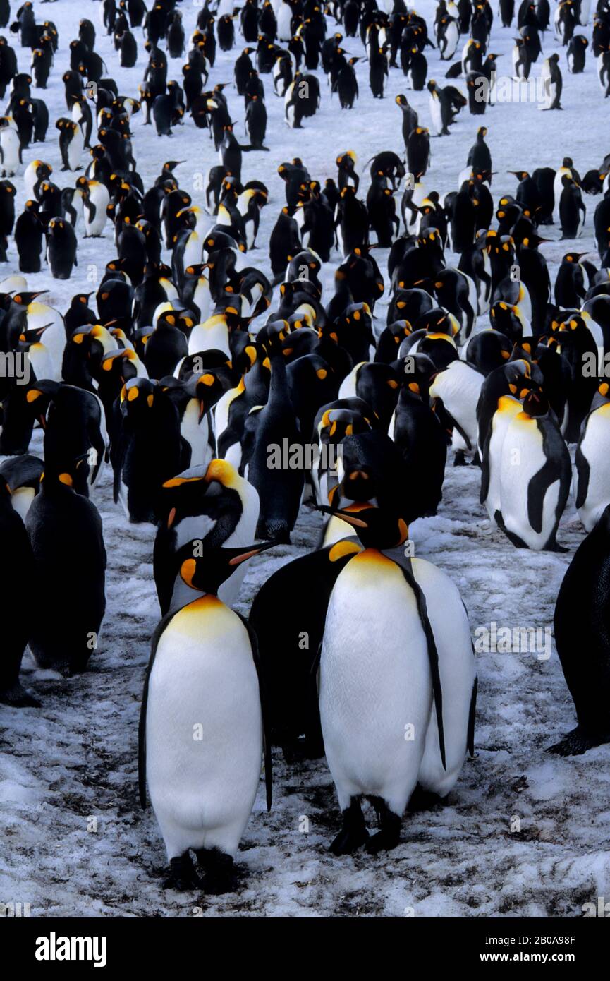 SOUTH GEORGIA ISLAND, ST.ANDREWS BAY, PINGUINI REALI, RIPOSATI SULLA NEVE DOPO IL RITORNO DAL MARE Foto Stock