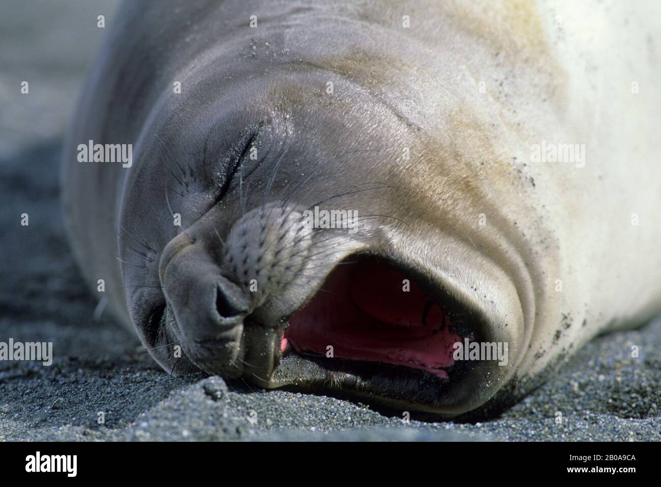 SOUTH GEORGIA ISLAND, ST.ANDREWS BAY, ELEPHANT SEAL PUP ON BEACH, PRIMO PIANO, TENDA Foto Stock