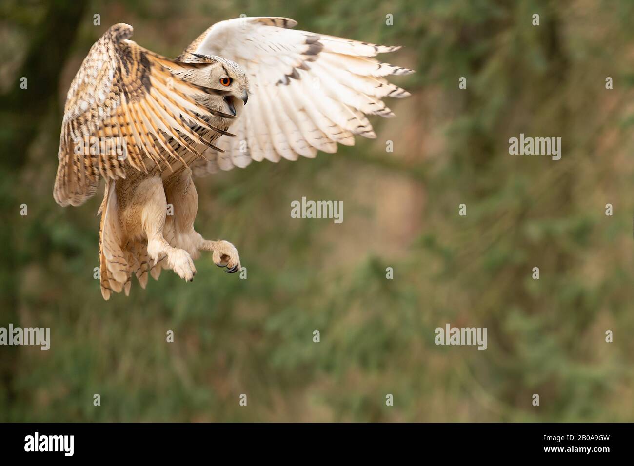 Volando gufo di aquila siberiana gridando con becco aperto. Bubo bubo sibiricus Foto Stock