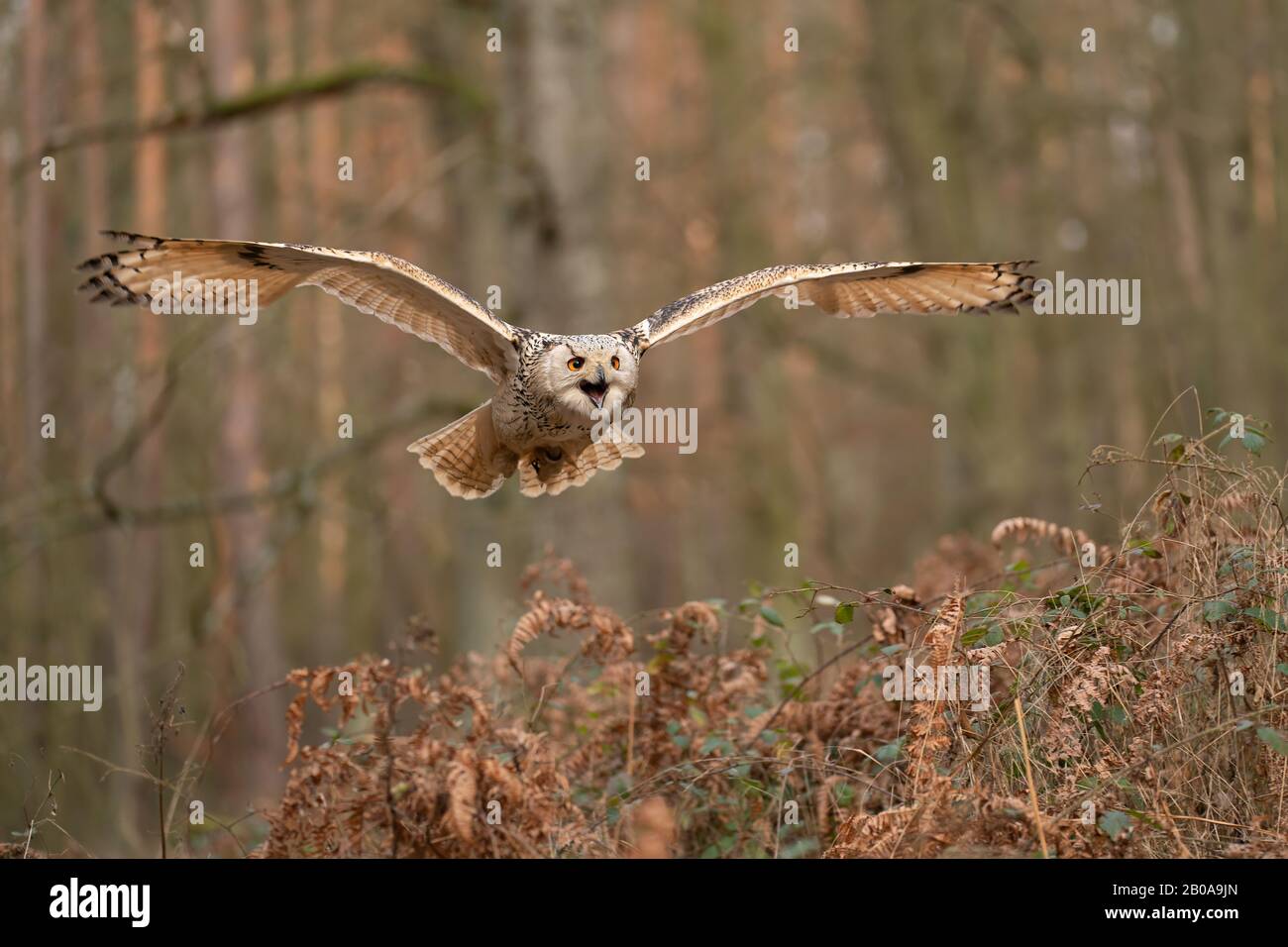 Gufo di aquila siberiana che vola e urla. Aspetto anteriore. Foto Stock