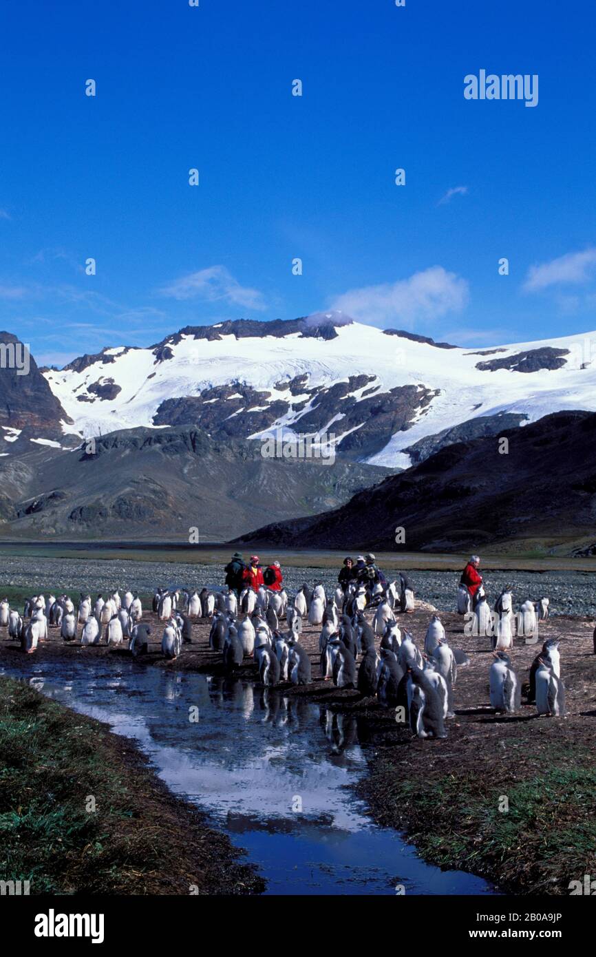 ANTARTIDE, GEORGIA DEL SUD, STROMNESS, MONTAGNE, COLONIA DI PINGUINI GENTOO, TURISTI Foto Stock