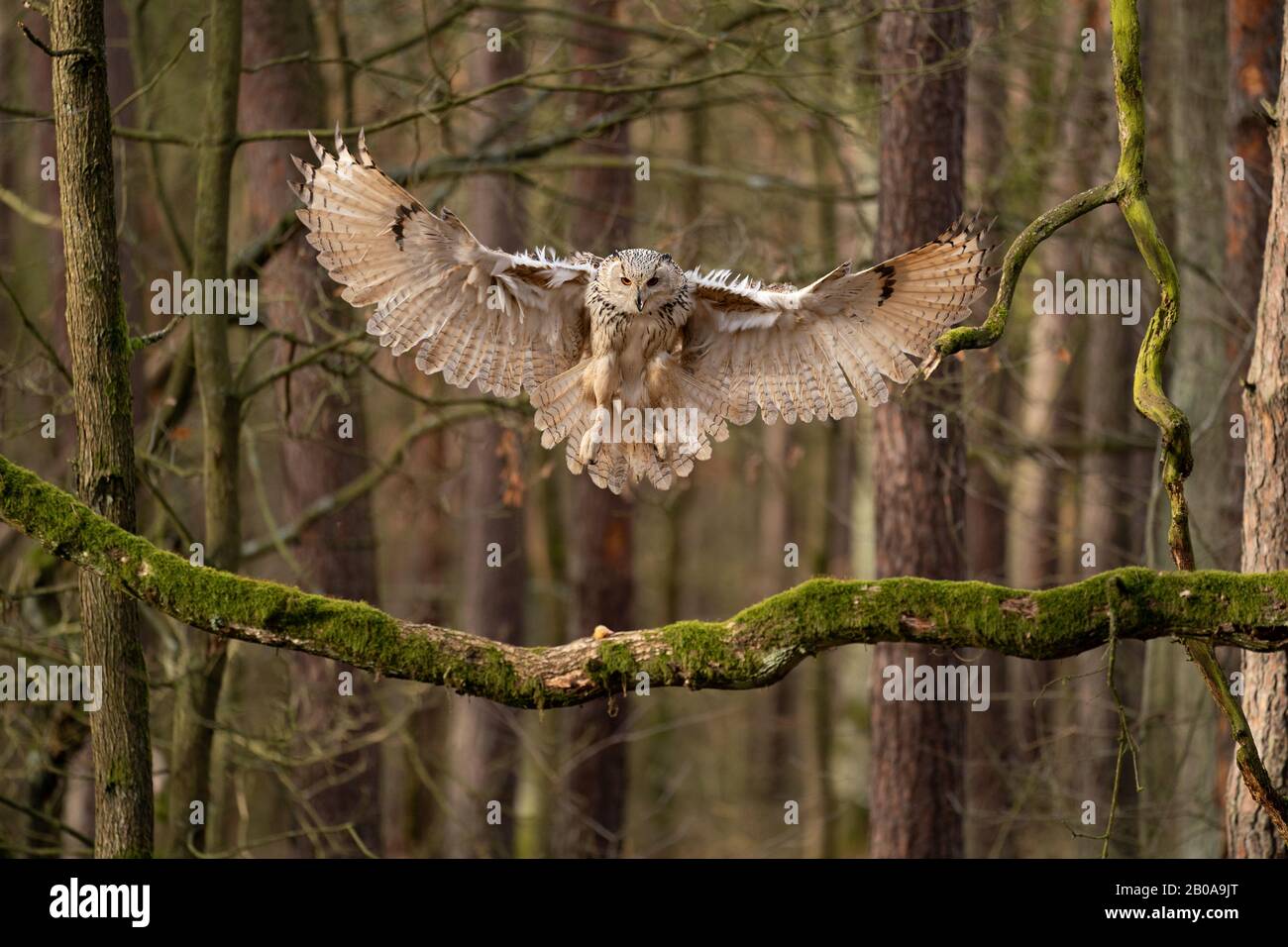 Grande OWL atterraggio al ramo di albero. Gufo di aquila siberiana. Foto Stock