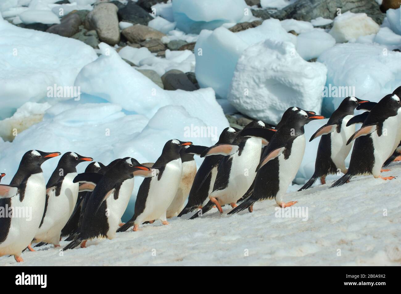 ANTARTIDE, PENISOLA ANTARTICA, ISOLA DI CUVERVILLE, PINGUINI GENTOO PROVENIENTI DAL MARE, CHE RITORNANO A COLONIA Foto Stock