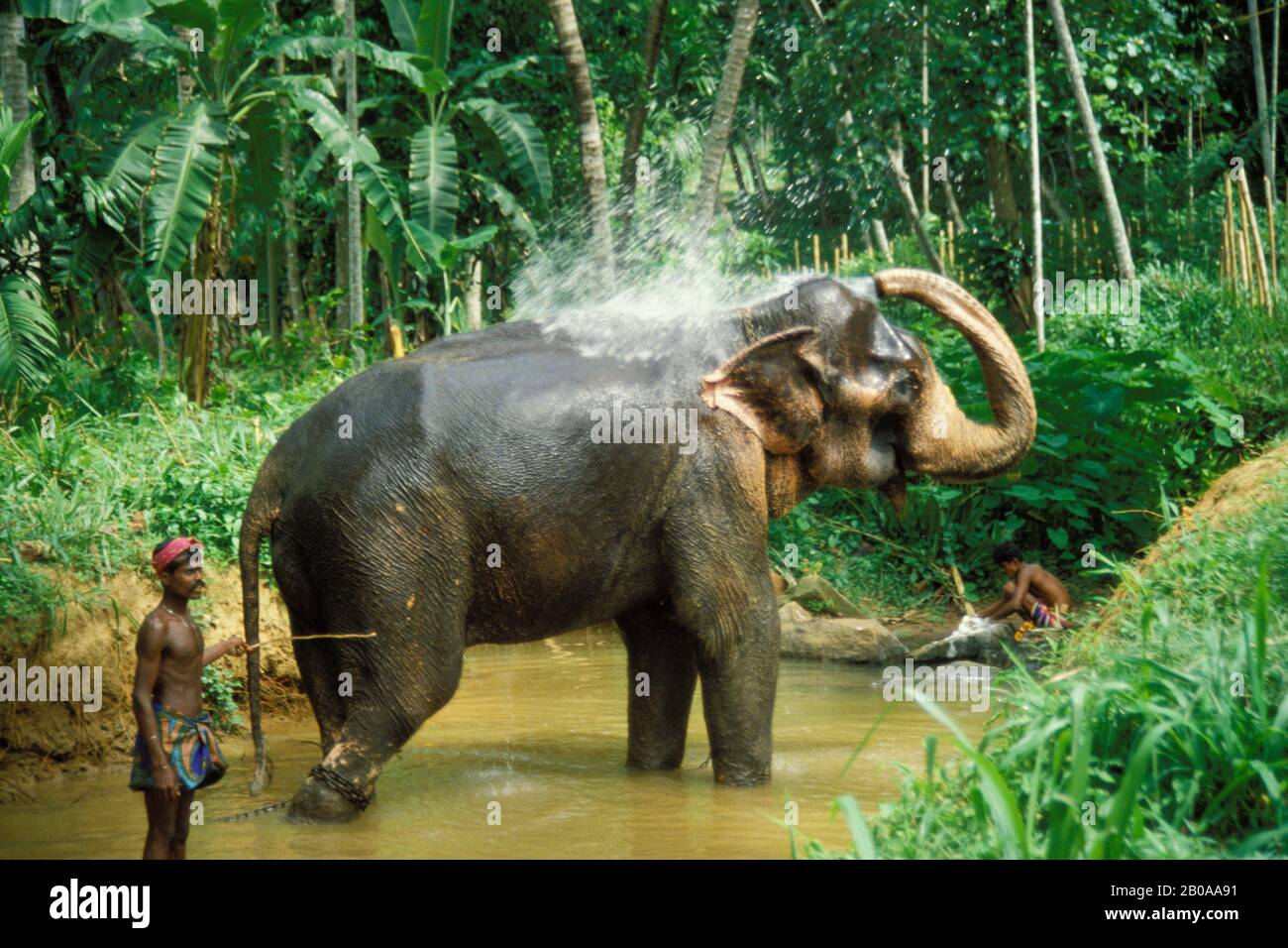 SRI LANKA, GLI ELEFANTI ASIATICI SONO BAGNATI DAI CUSTODI DEL FIUME DOPO UNA GIORNATA DI LAVORO Foto Stock