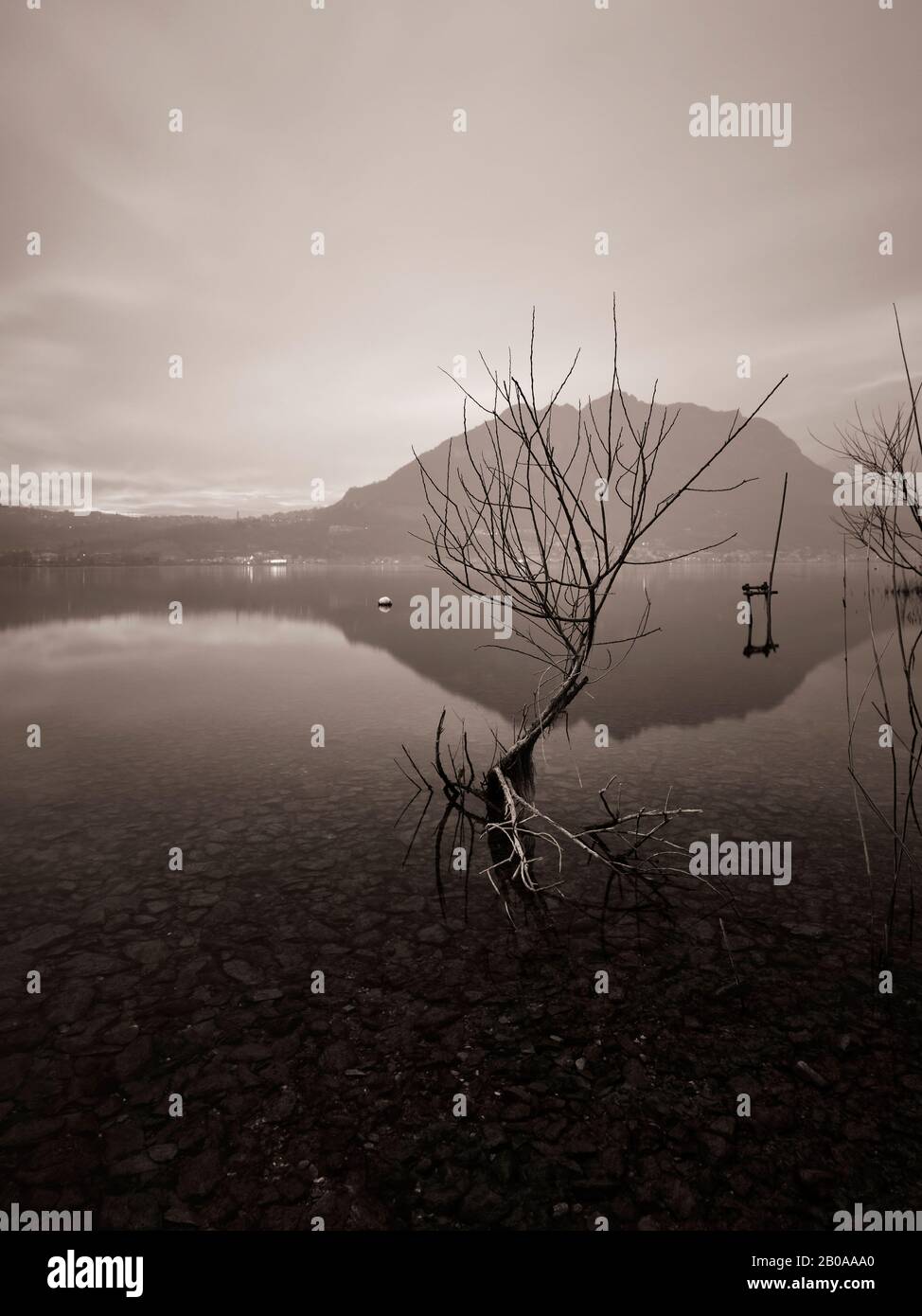 Giovane albero in acqua, Lago di Lecco in bianco e nero, Italia Foto Stock