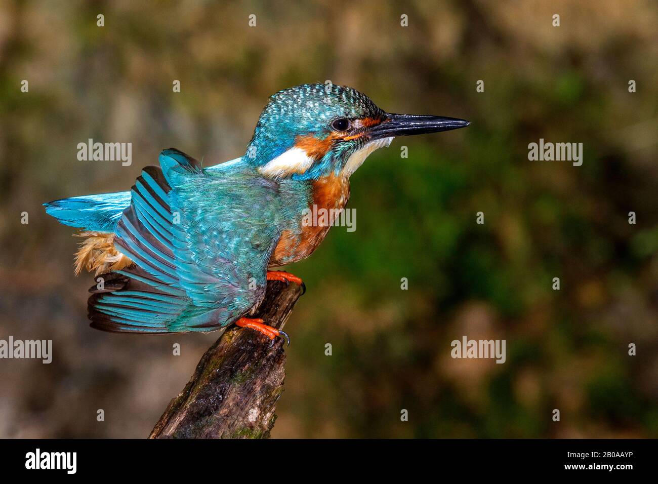 Fiume kingfisher (Alcedo atthis), maschio, Germania Foto Stock