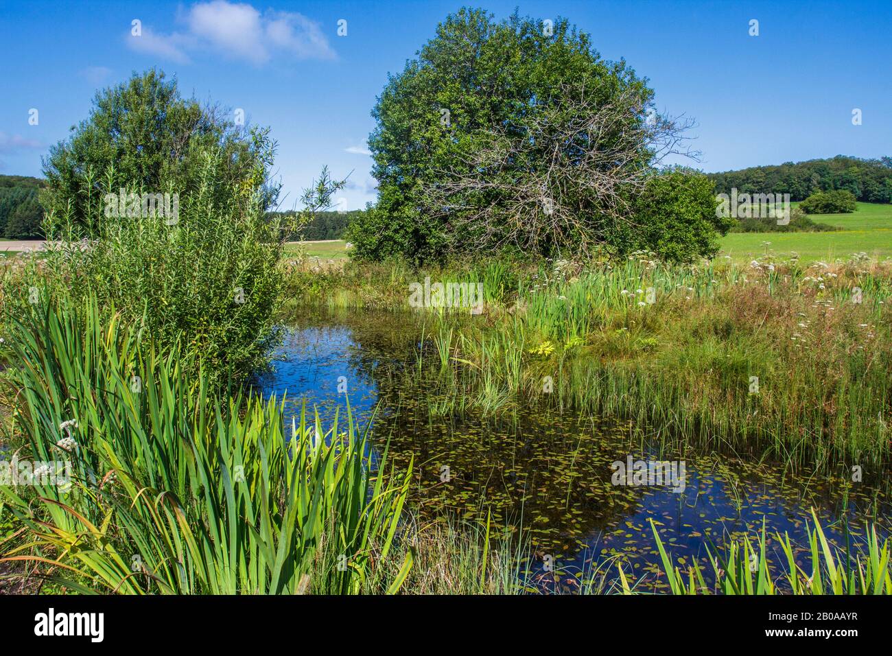 Schopfloch Moor, Brughiera Presso La Sveva Alb, Germania, Baden-Wuerttemberg, Swabian Alb Foto Stock