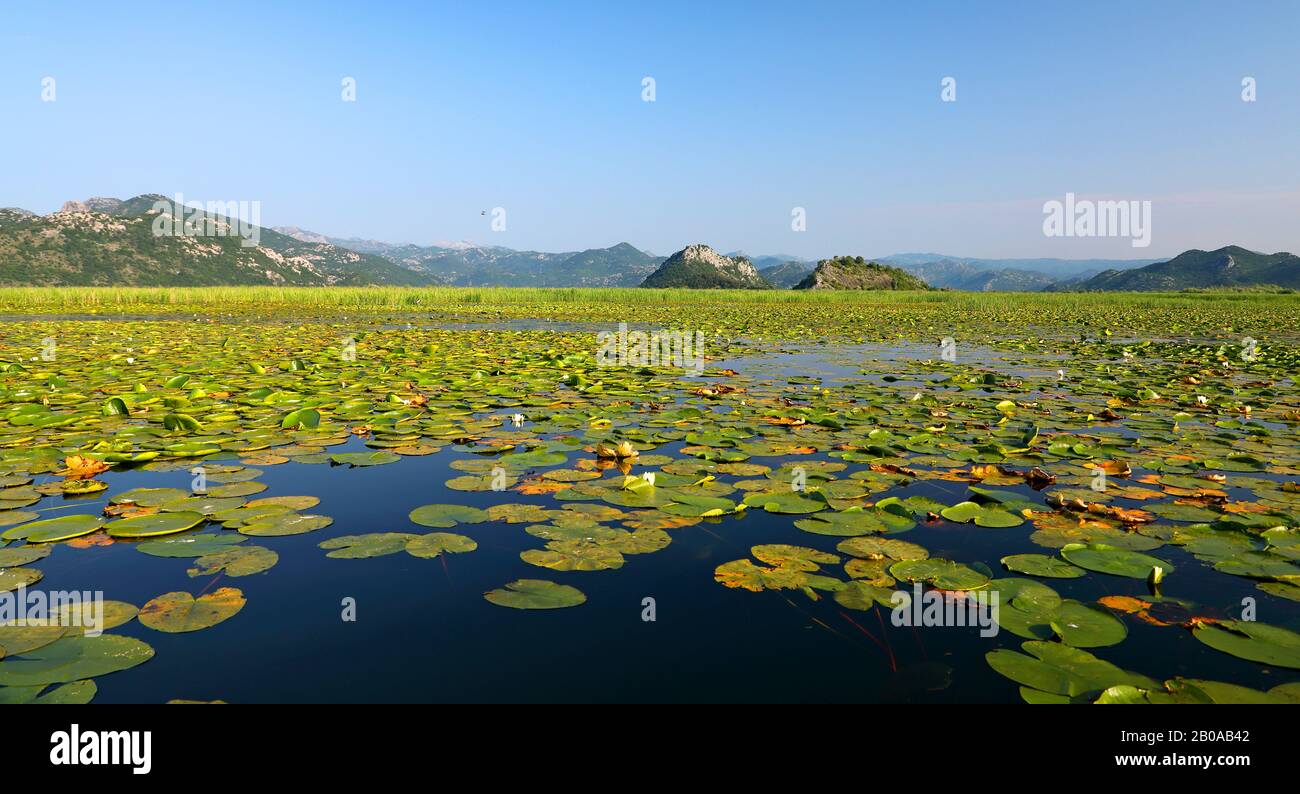 Giglio d'acqua bianco, giglio di stagno bianco (Ninfea alba), gigli d'acqua bianchi sul Lago Skadar, Montenegro, Parco Nazionale di Skadarsee, Vranjina Foto Stock Giglio d'acqua bianco, giglio di stagno bianco (Ninfea alba), gigli d'acqua bianchi sul Lago Skadar, Montenegro, Parco Nazionale di Skadarsee, Vranjina Foto Stock