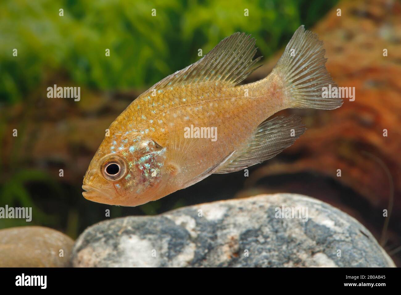 Pesce solare Bluescotted (Enneacanthus gloriosus), vista laterale Foto Stock