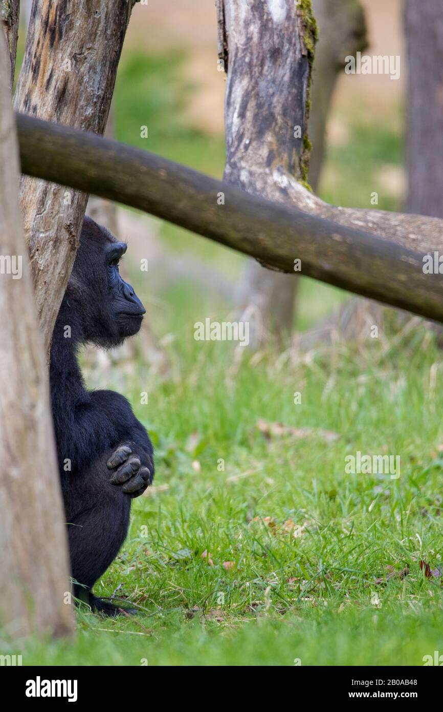 Gorilla di pianura (Gorilla gorilla gorilla), seduto ad un albero, Germania Foto Stock